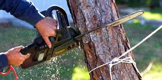 Best Palm Tree Trimming  in Philippi, WV