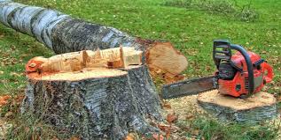 Trusted Philippi, WV Tree Care Experts