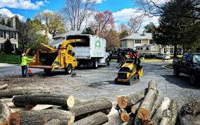Best Lawn Pest Prevention  in Philippi, WV
