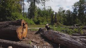 Best Tree Trimming and Pruning  in Philippi, WV