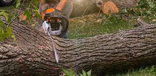 Best Tree Risk Assessment  in Philippi, WV
