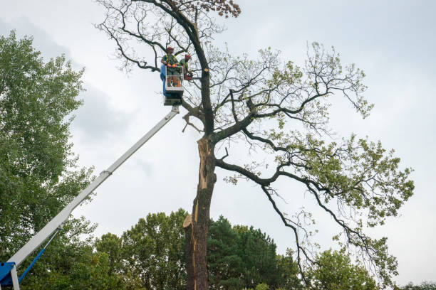 Best Tree Cabling and Bracing  in Philippi, WV