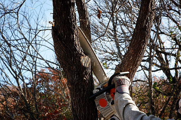 Best Tree and Shrub Care  in Philippi, WV