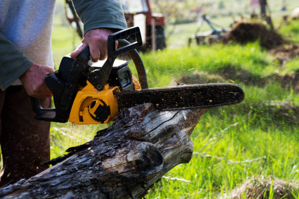Best Hazardous Tree Removal  in Philippi, WV