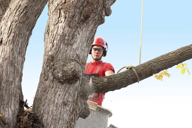 Best Commercial Tree Services  in Philippi, WV
