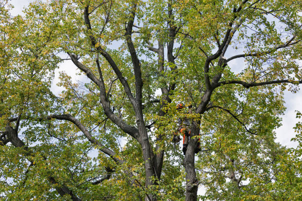 Best Tree Health Inspection  in Philippi, WV